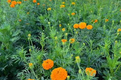 marigolds